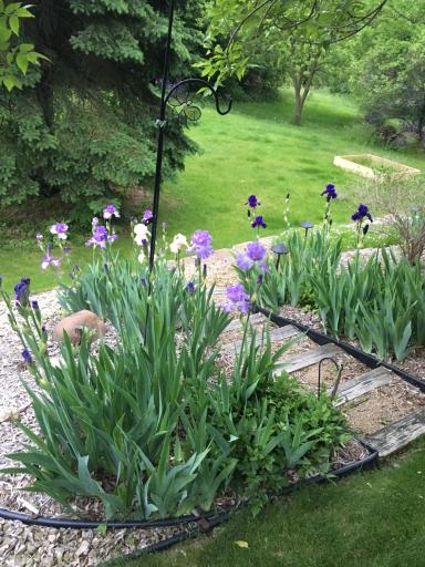 Perennial iris incorporated into the border wall with beautiful steps and crushed stone walking paths,