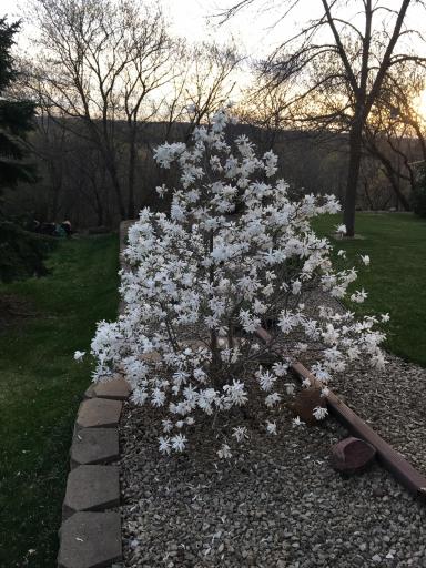 Pretty bushes and plantings to enjoy throughout the yard.
