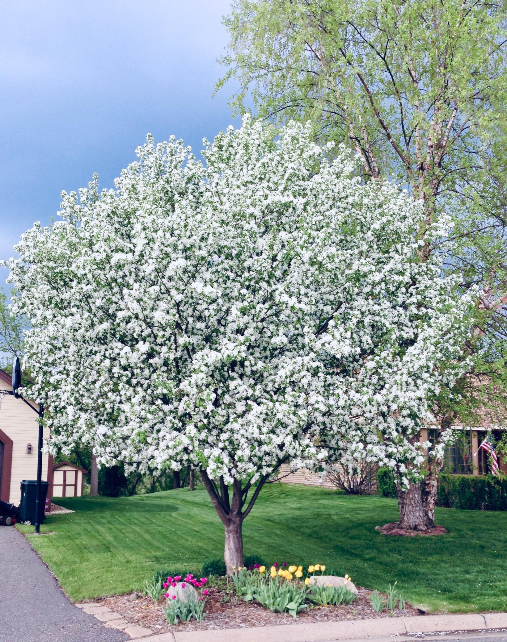 Beautiful snow crab trees at the front and side of the lot.