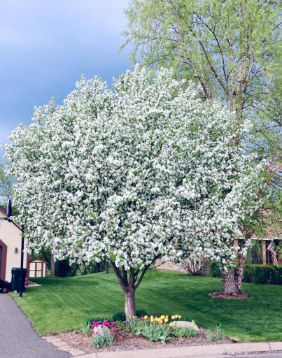 Beautiful snow crab trees at the front and side of the lot.