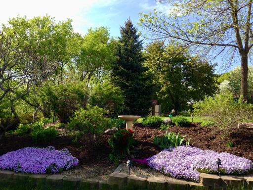 Gorgeous phlox found throughout the front and back yard,