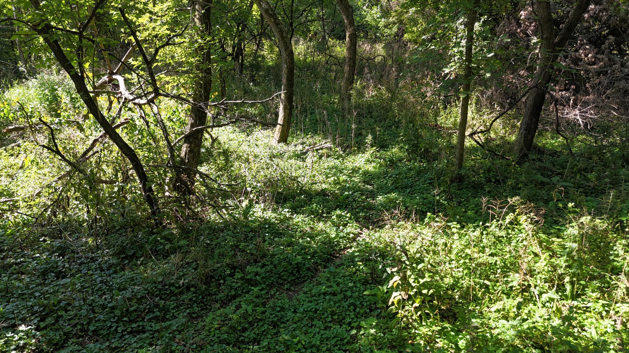 Buildable sites along the river 2421 East River Rd NE Rochester MN 55906