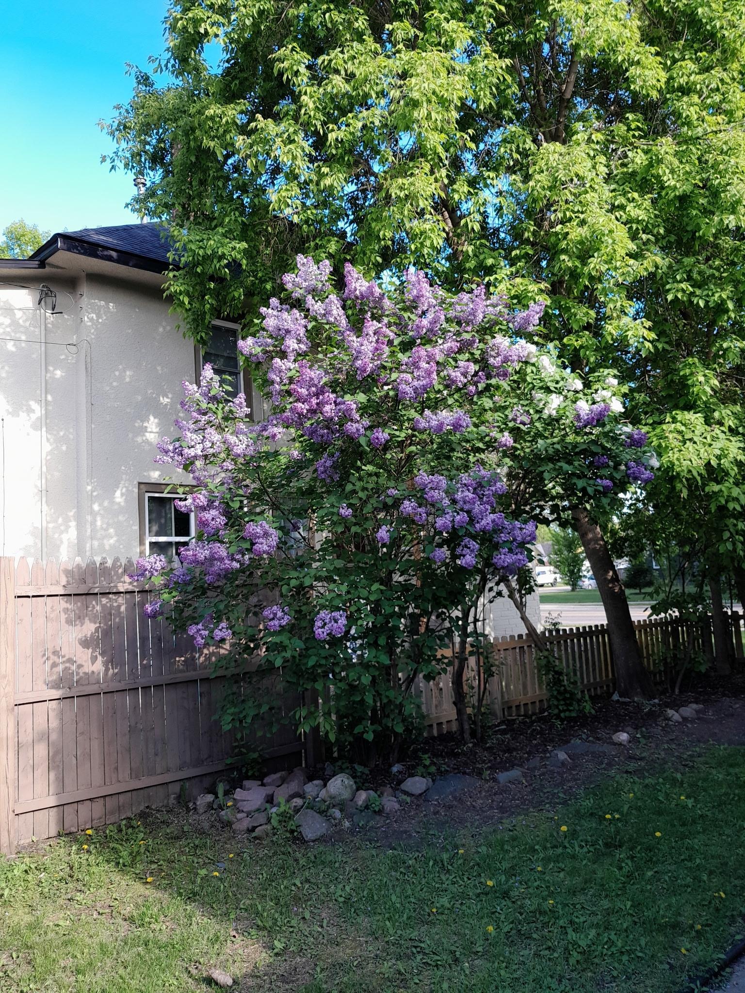 Beautiful lilacs