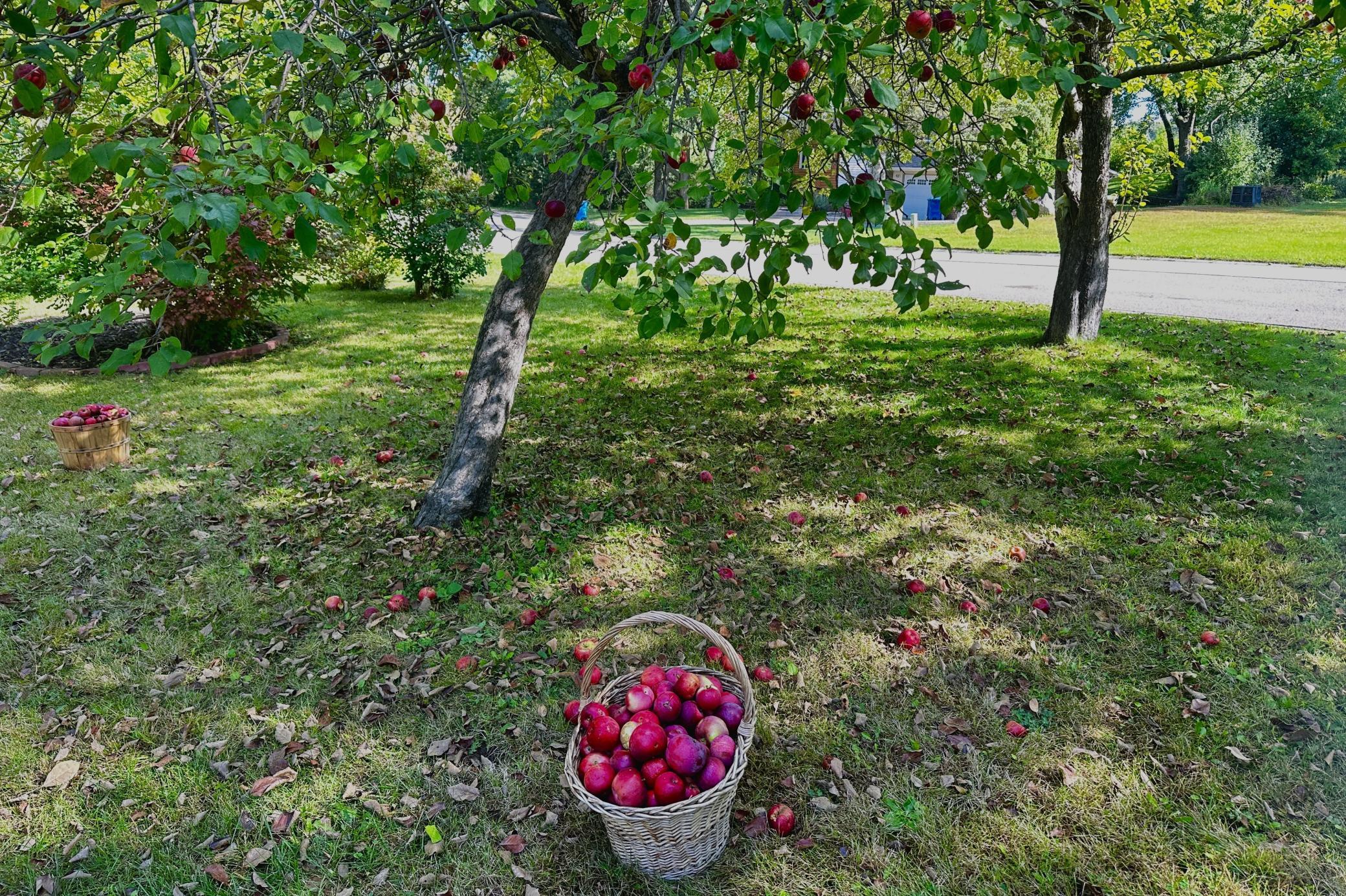 You will have enough apples to give to all your friends and relatives!