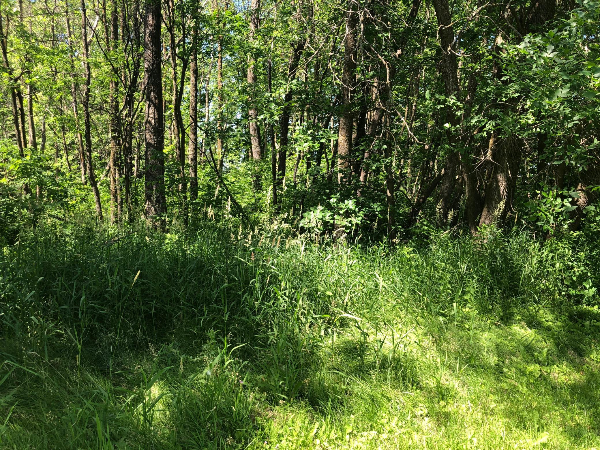 Rare opportunity on the south end of Lake Mille Lacs.