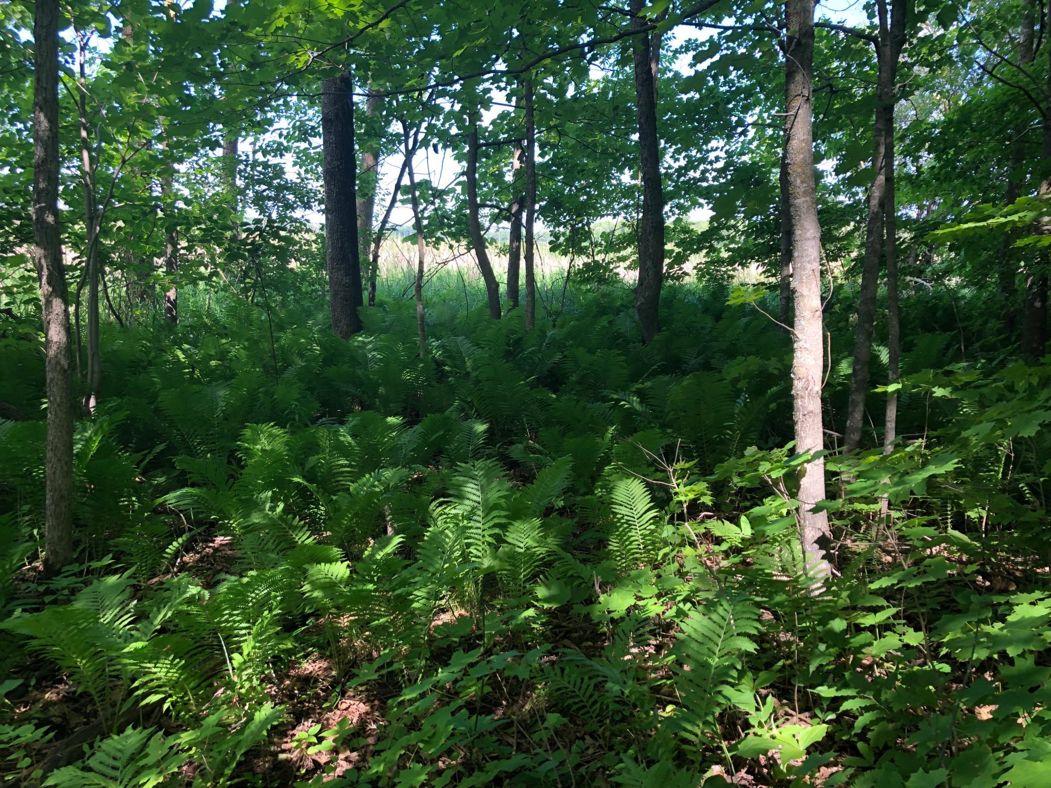 Nicely wooded lakeshore lot