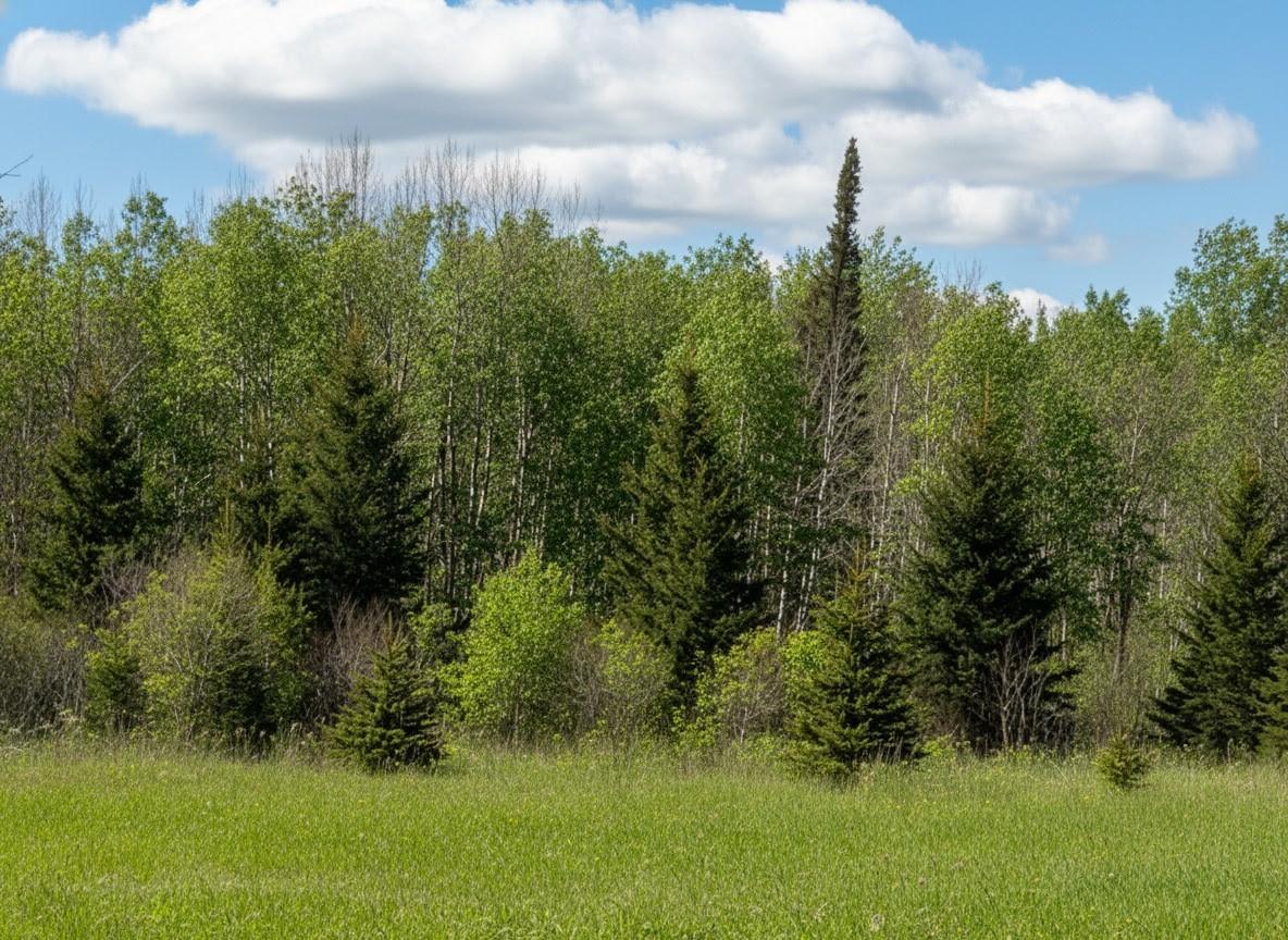 Wooded Area