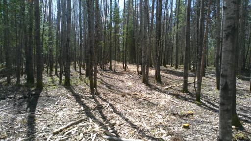 Parcel W TBD Frazer Bay Road, Cook, MN 55723