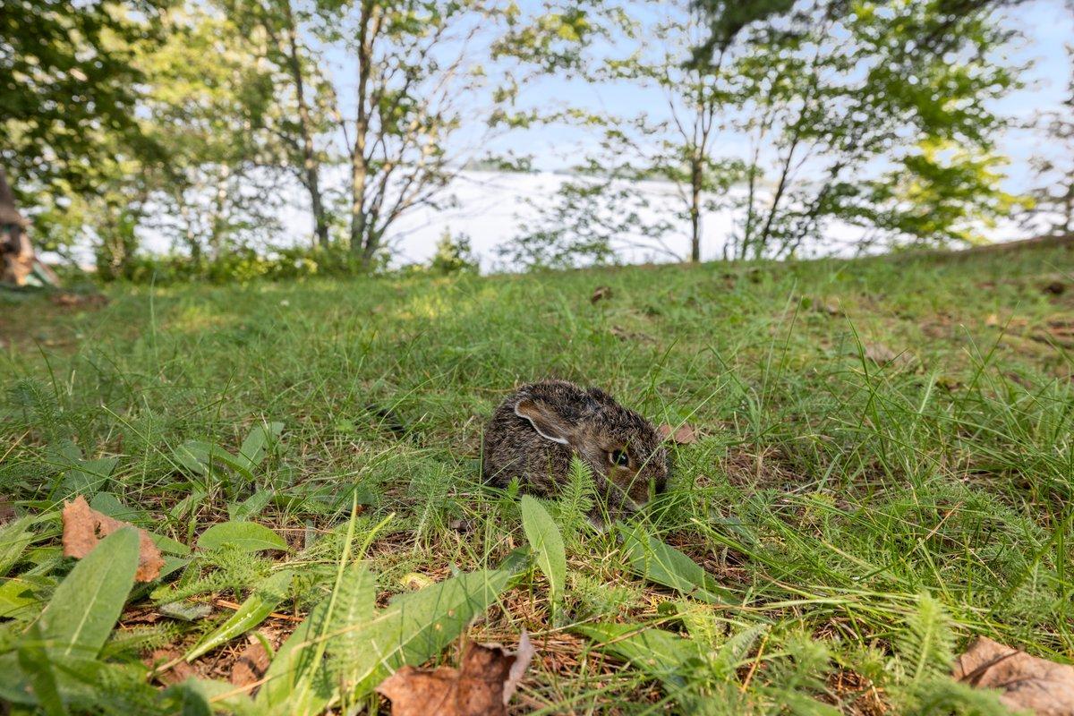 Exterior - Bunny.jpg