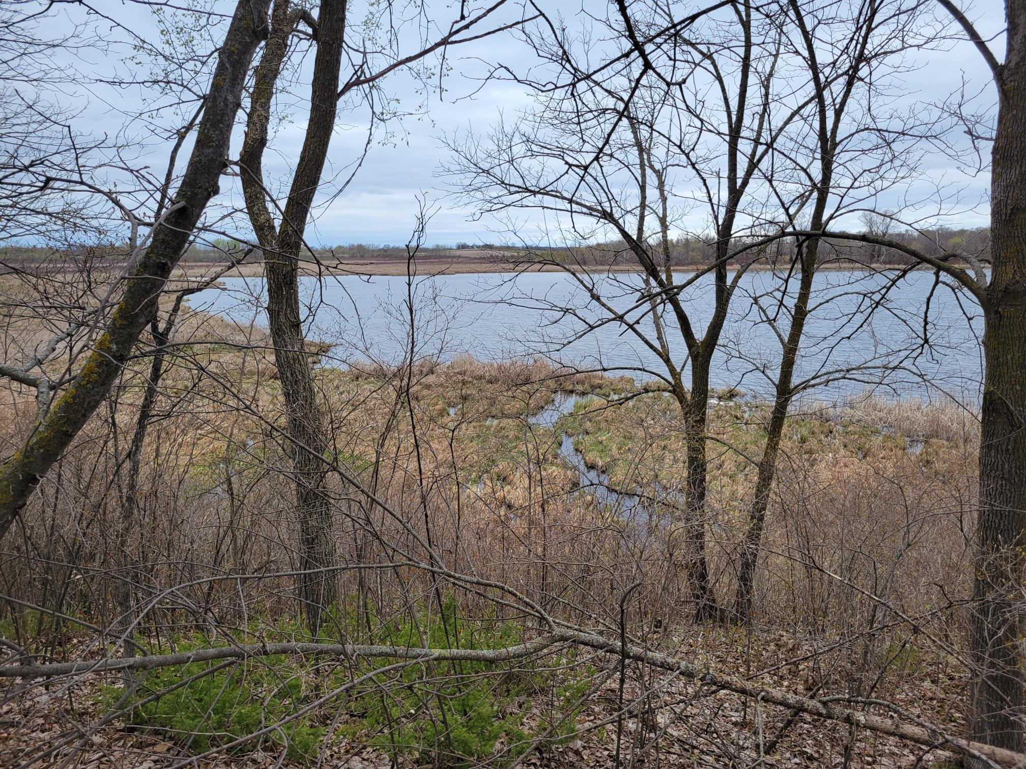 Trumpeter Swans nesting on Lily Lake