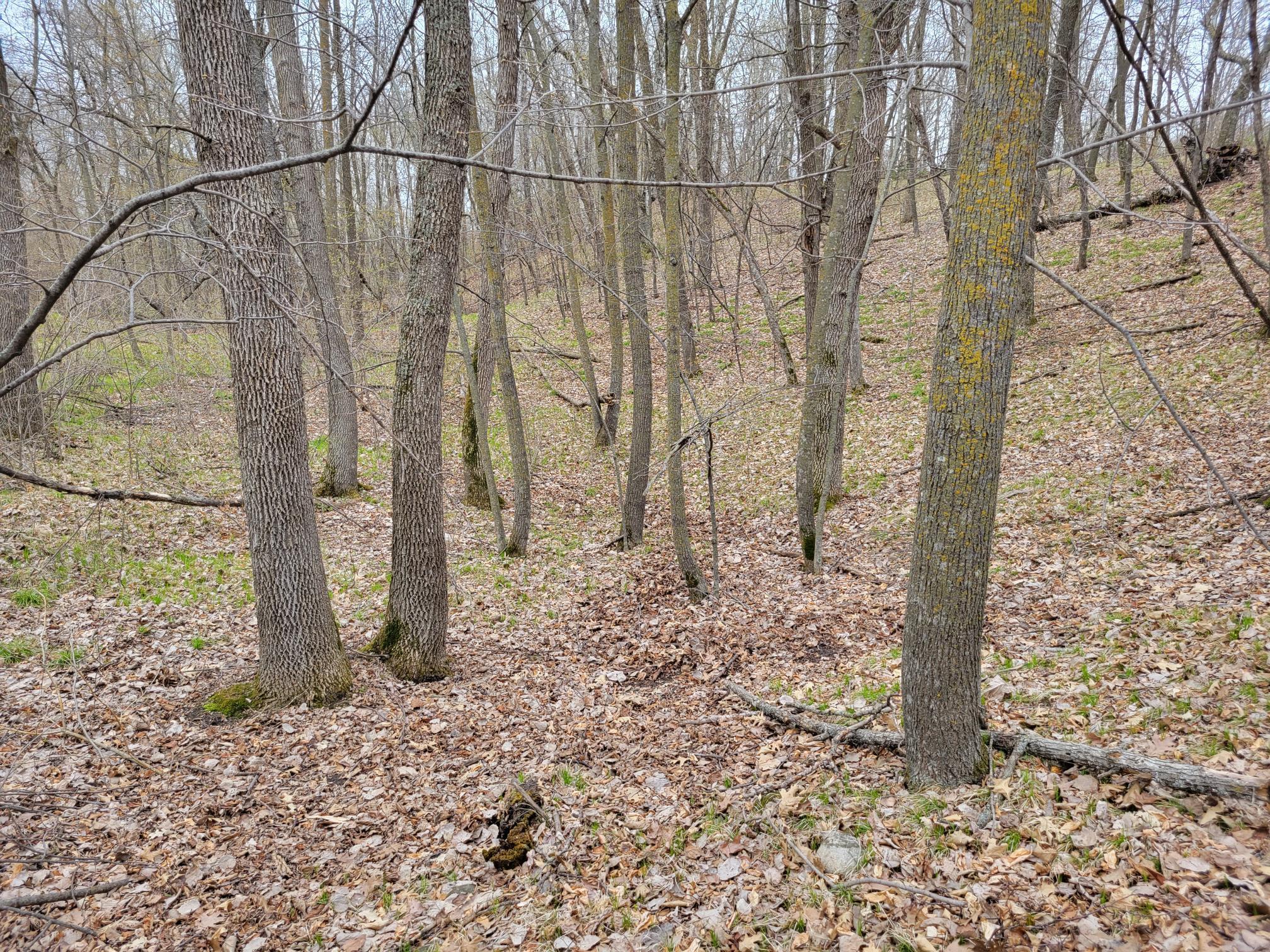 Deer trail leading to wetlands
