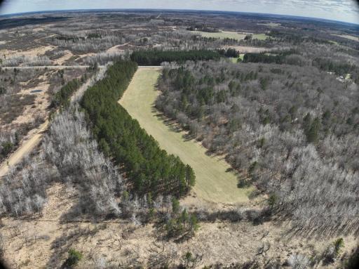 Aproximatley 4Ac Pines_5ac_field_remaining wooded.JPG