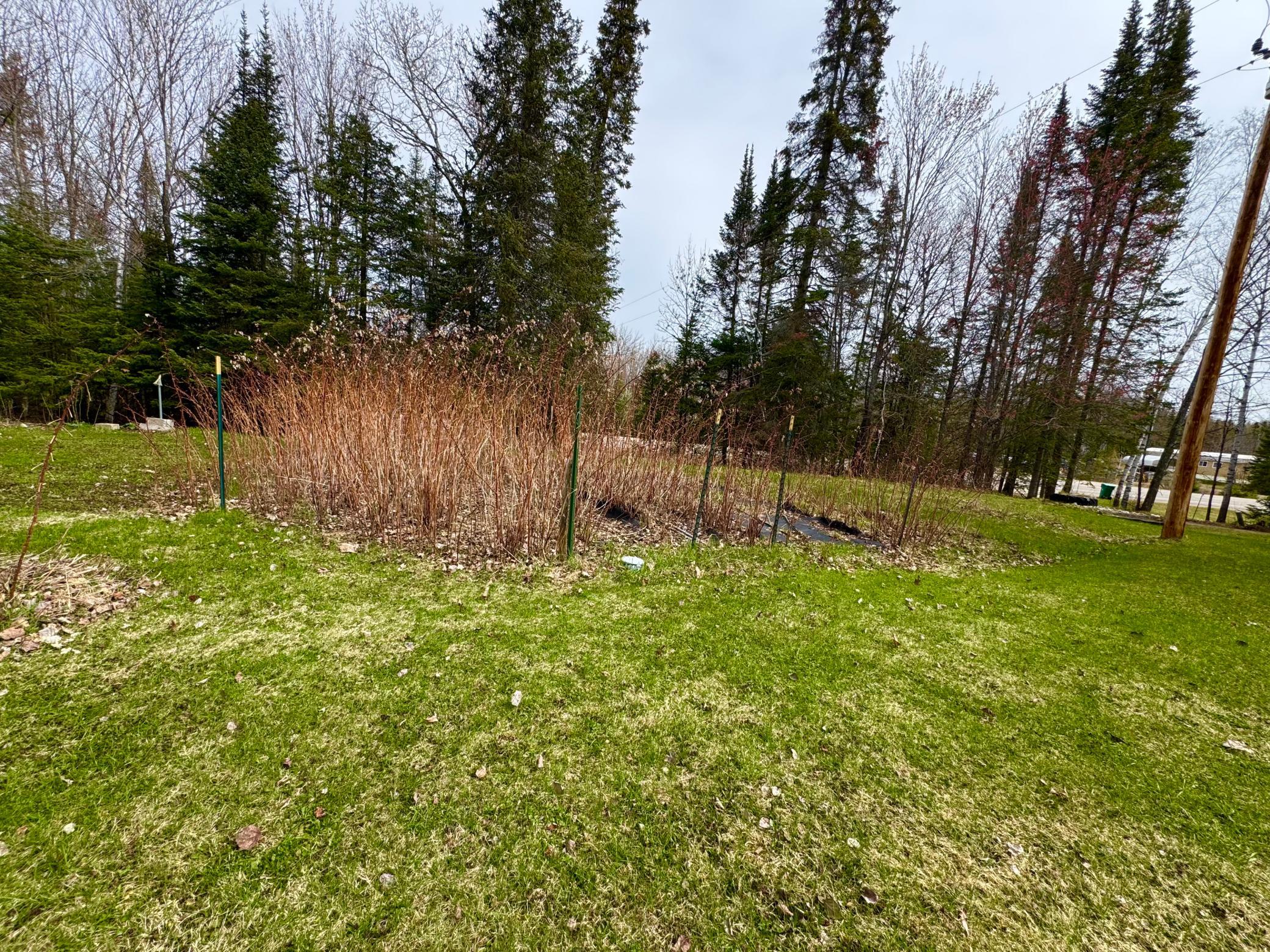 Raspberry Plants