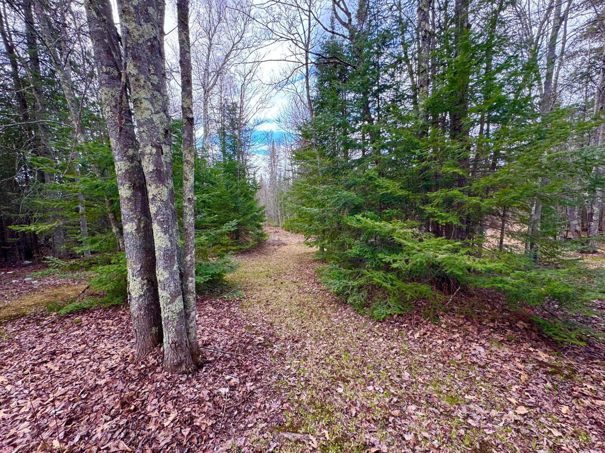 Maple and Balsam trees