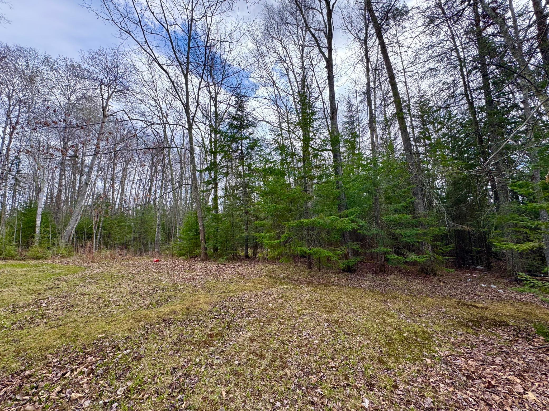 Maple and Balsam trees
