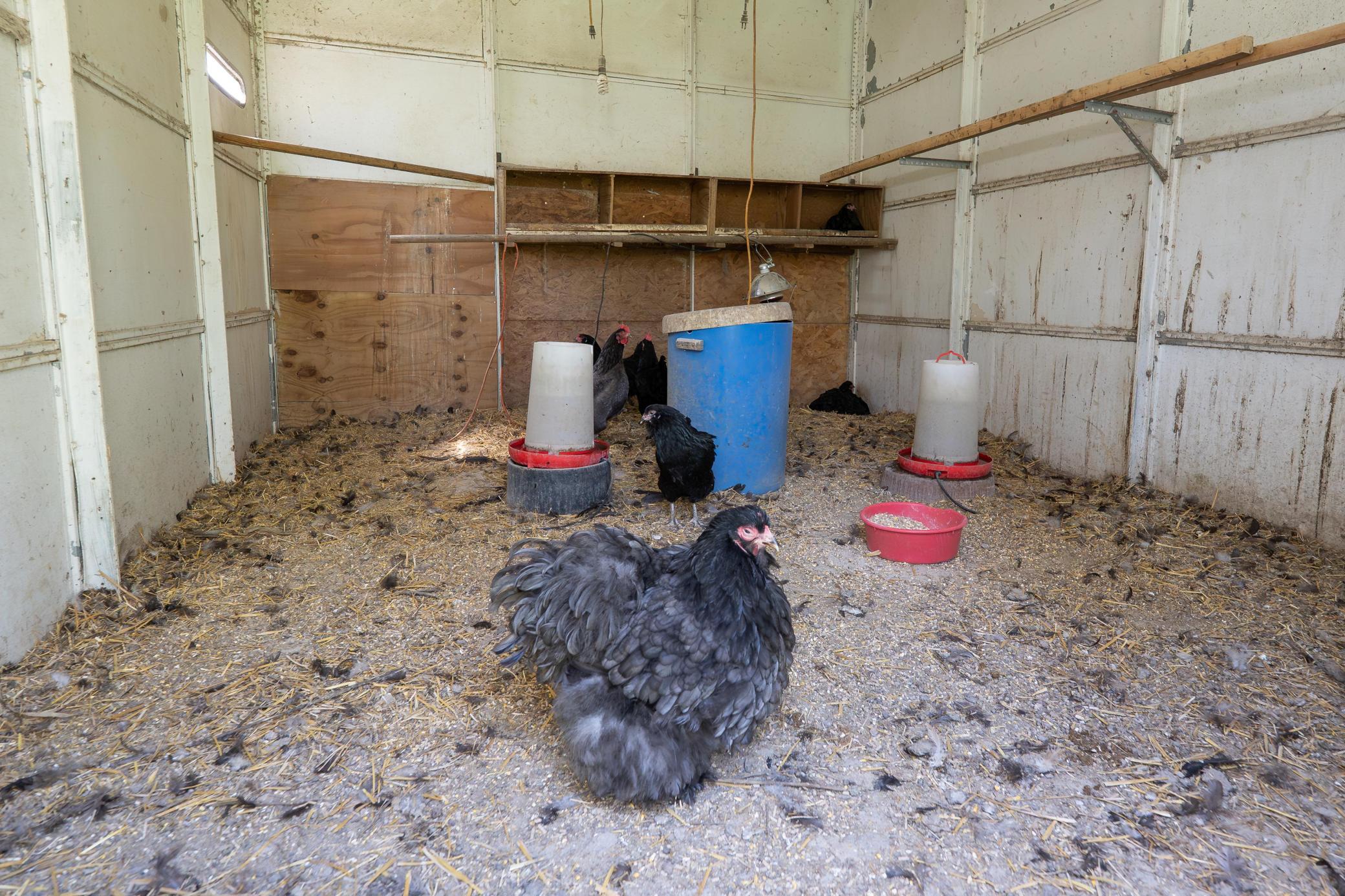 This is an inside shot of the chicken coop along with the chickens who are constantly laying eggs so you will have fresh daily