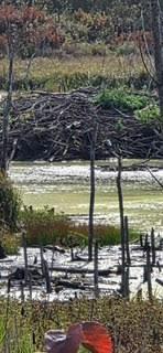 44 ac Swatara fall picture Pond
