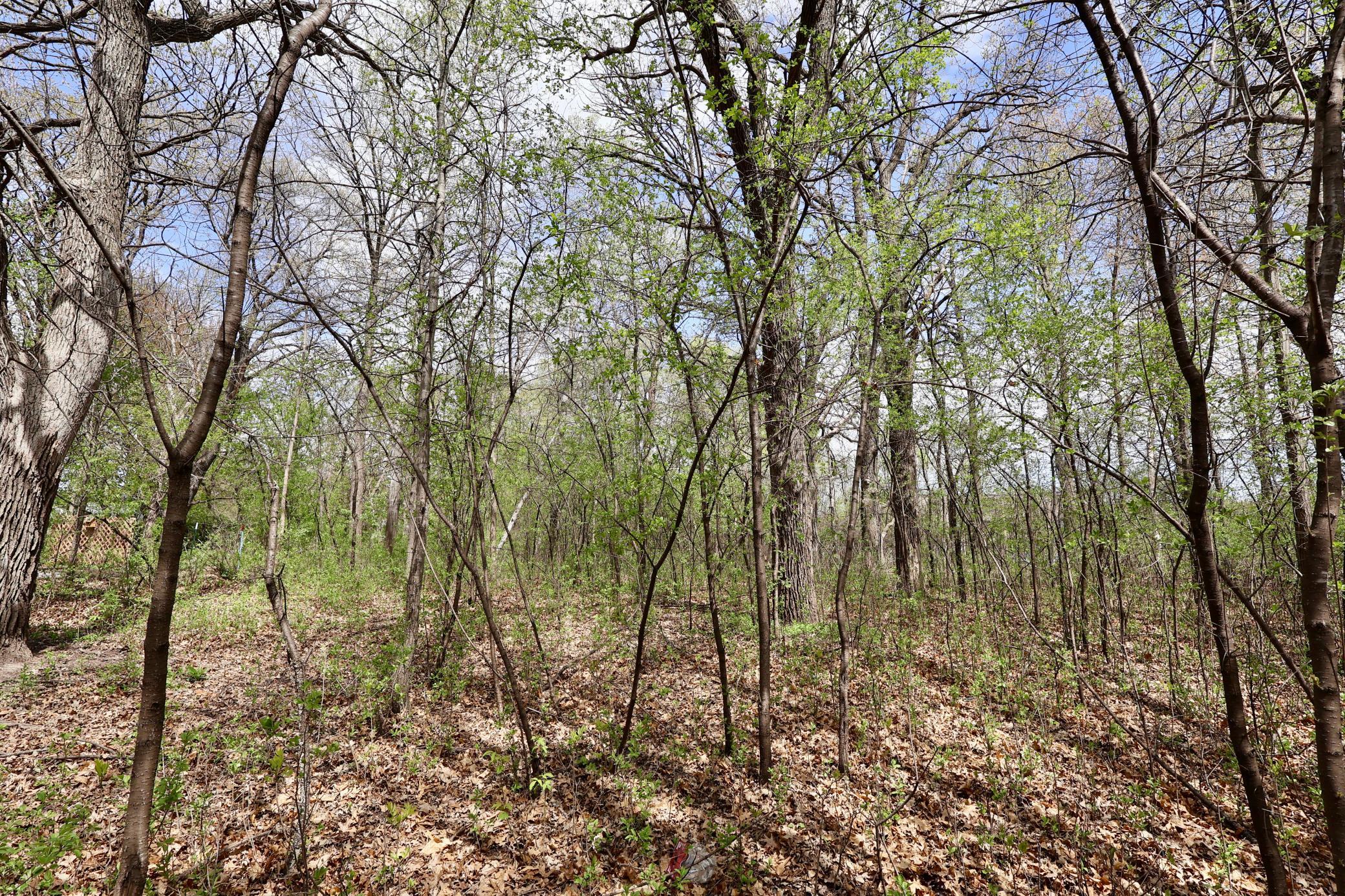 Nicely wooded lot