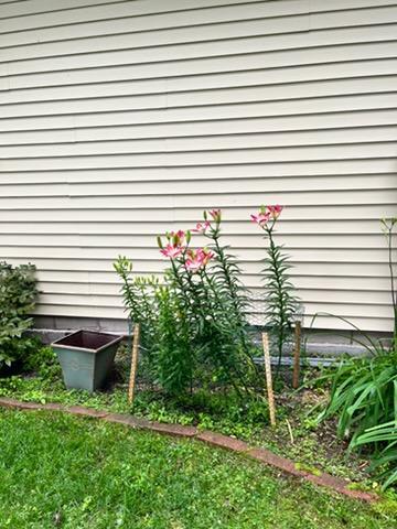 Perennial Flowers