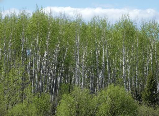 tbd Wildflower Lane NE, Blackduck, MN 56630