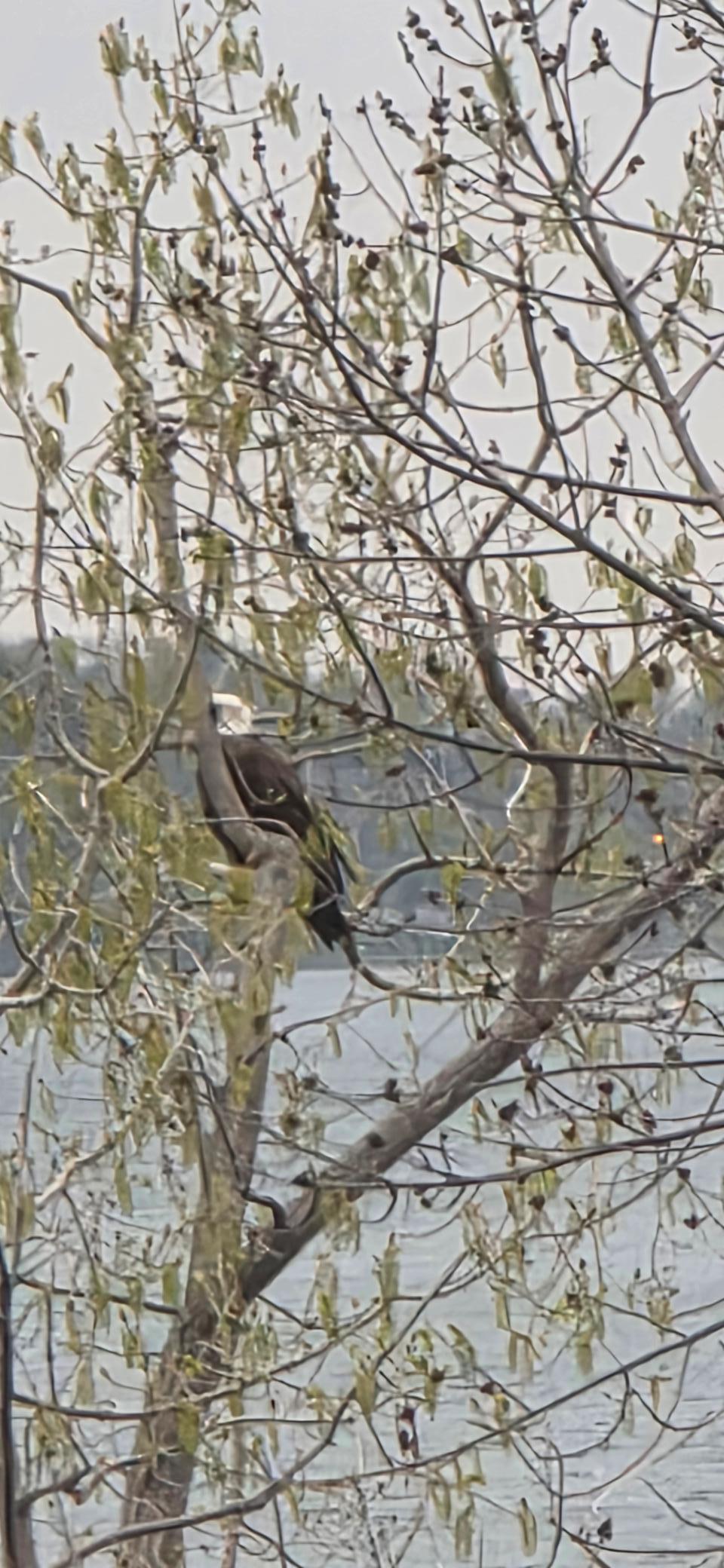 The tree the eagle is perched on is right across the street from the house and lake frontage.
