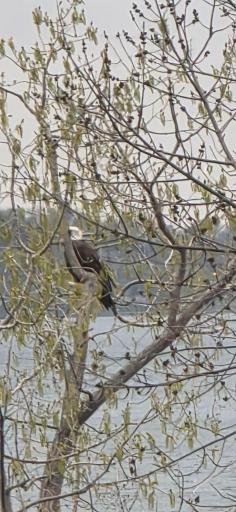The tree the eagle is perched on is right across the street from the house and lake frontage.
