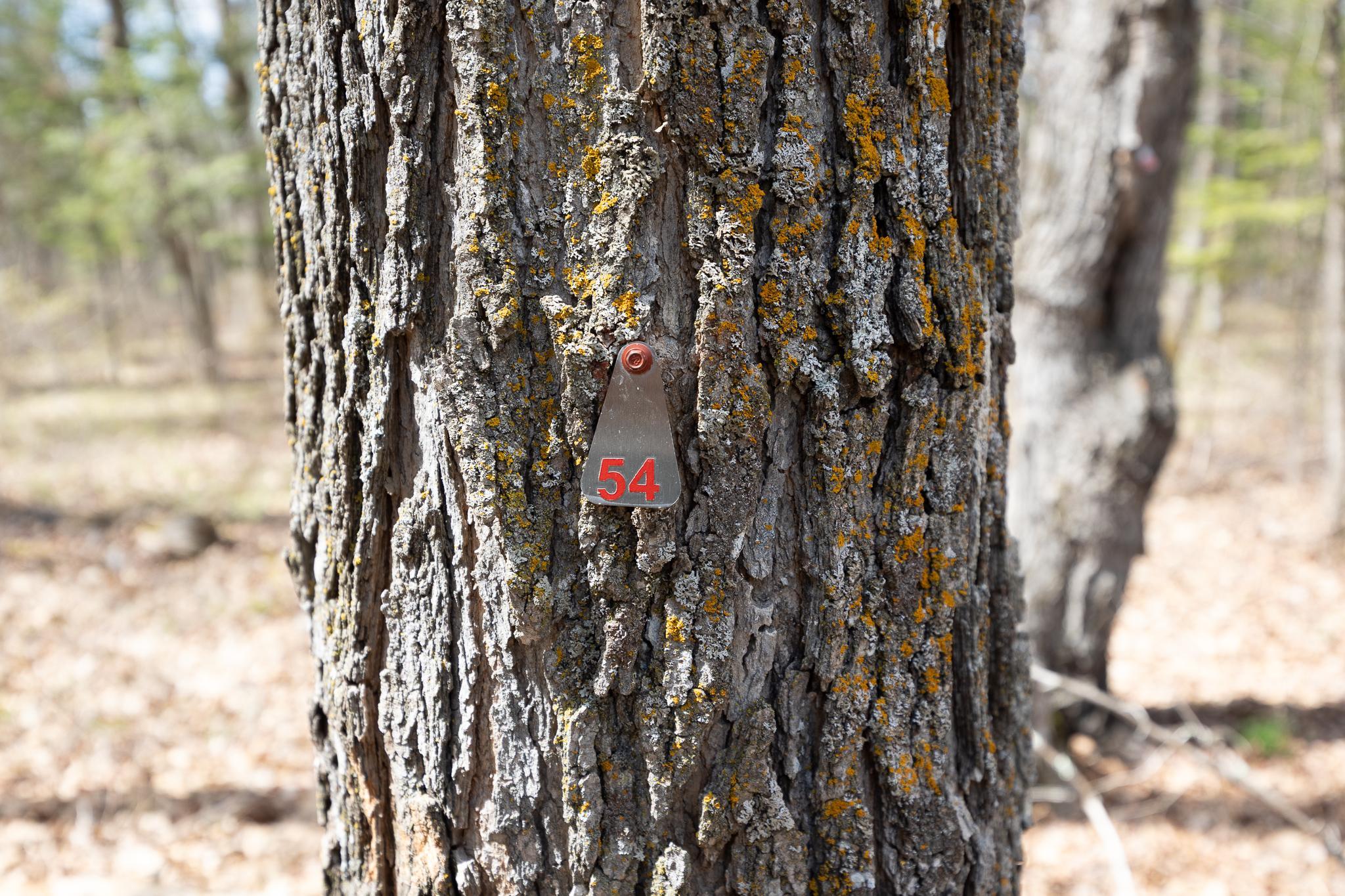 Numerous maple trees are tagged on the property for identification