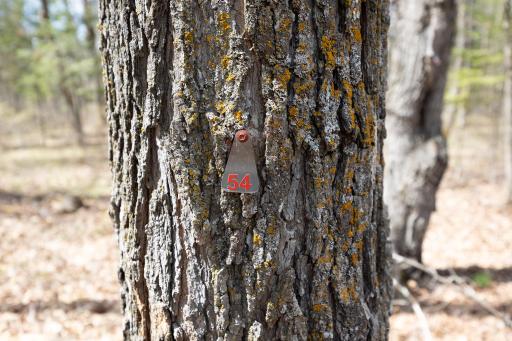 Numerous maple trees are tagged on the property for identification