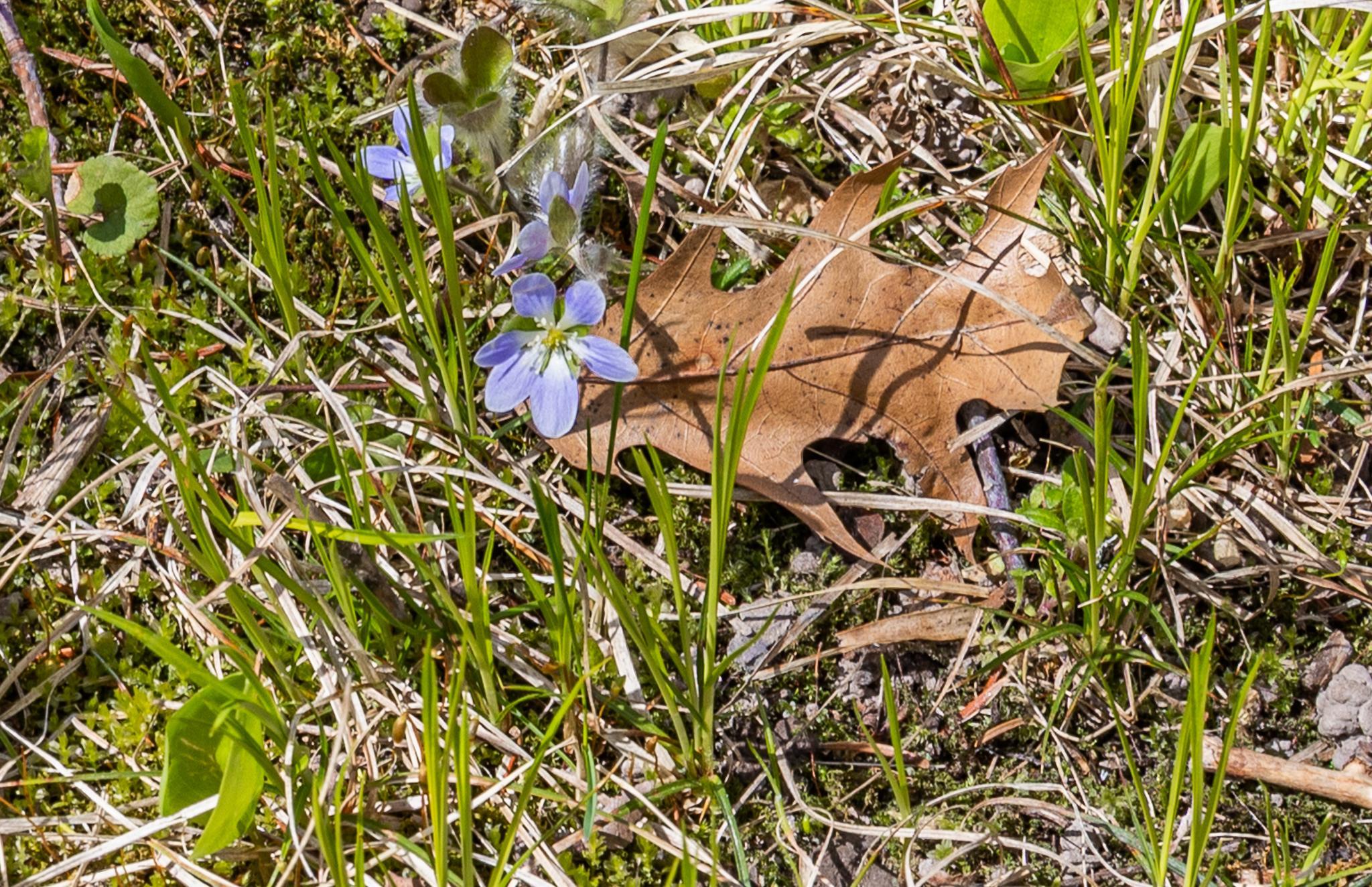Wildflowers