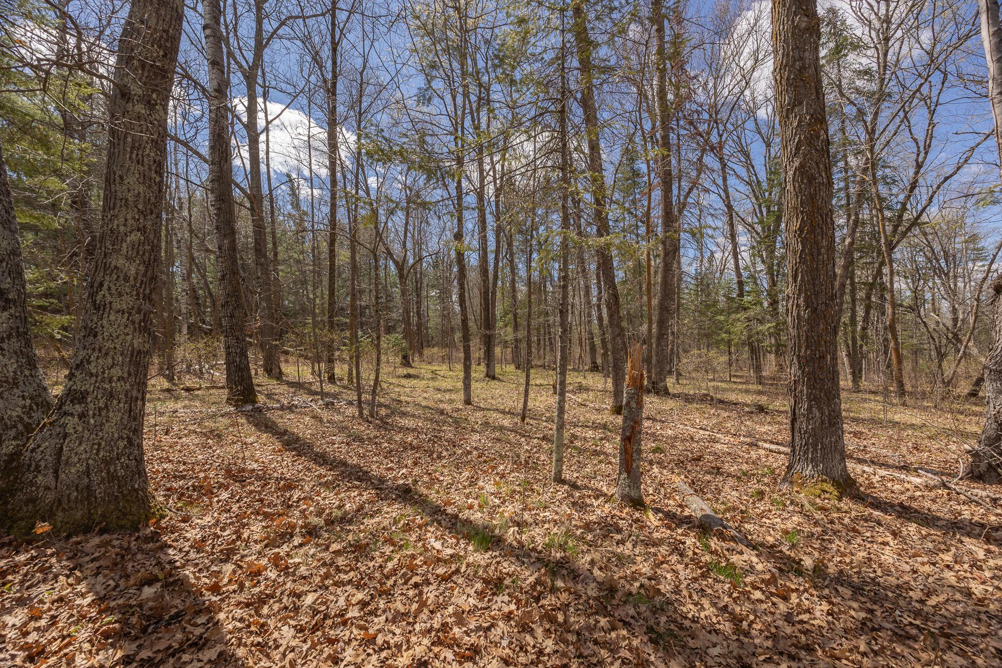 Beautiful mixture of hardwoods and pine trees