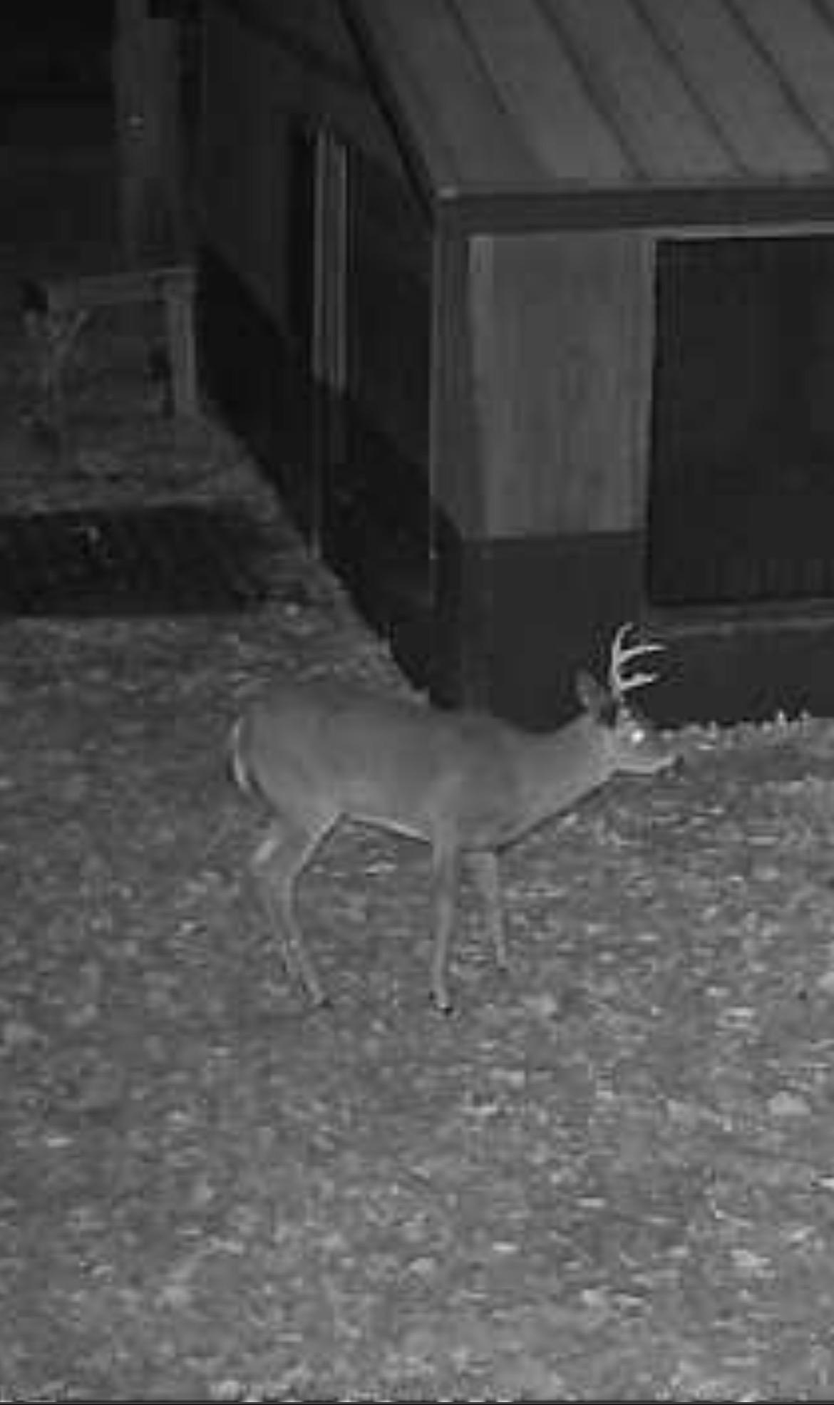 Photo 44