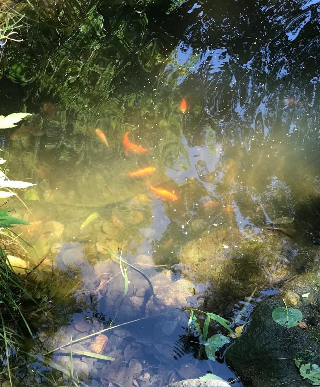 Koi fish in pond