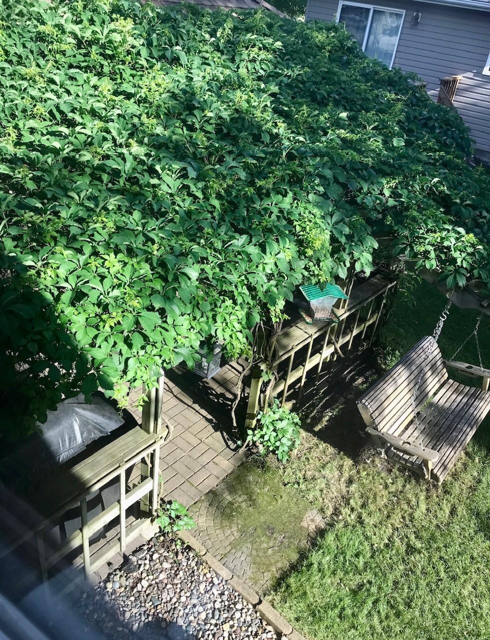Summer picture of patio with vines