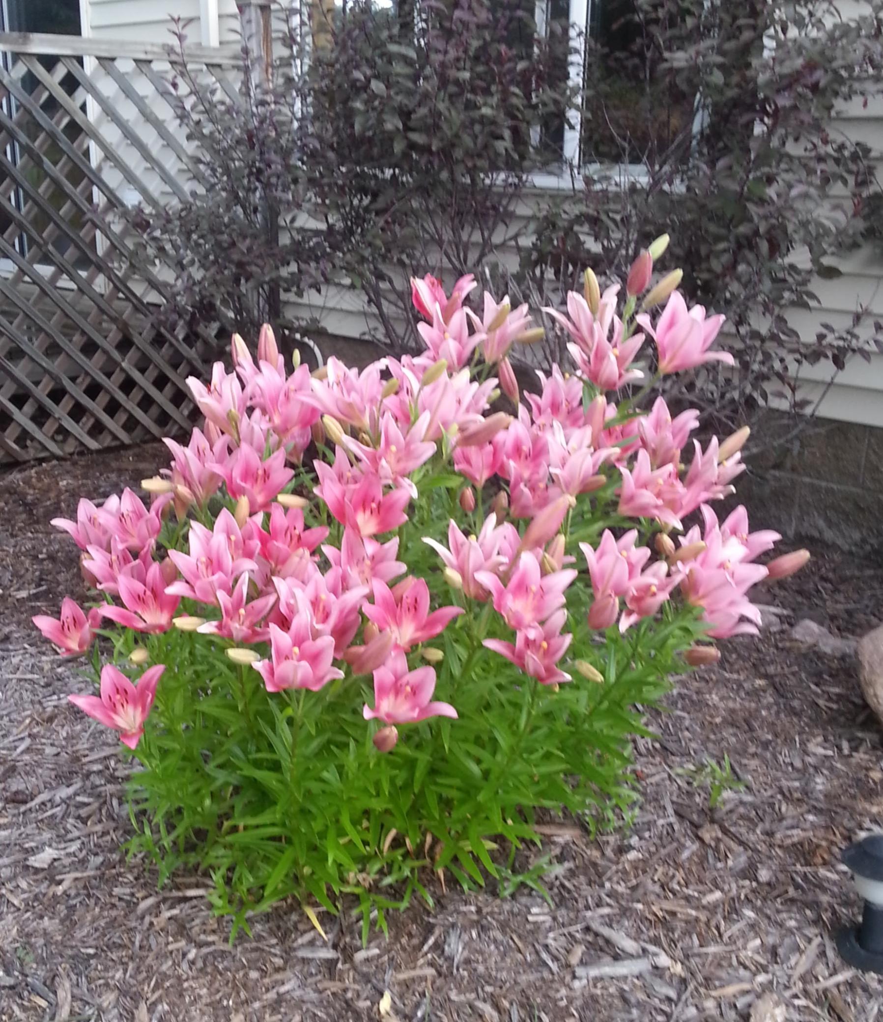 Photo 49