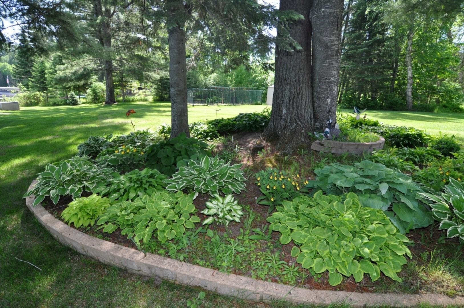 Woodland garden