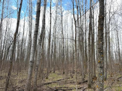 TBD Wadena Line Road, Menahga, MN 56464