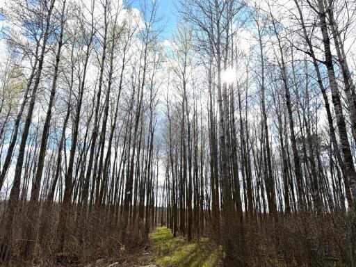 TBD Wadena Line Road, Menahga, MN 56464