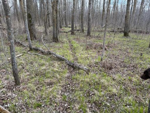 TBD Wadena Line Road, Menahga, MN 56464