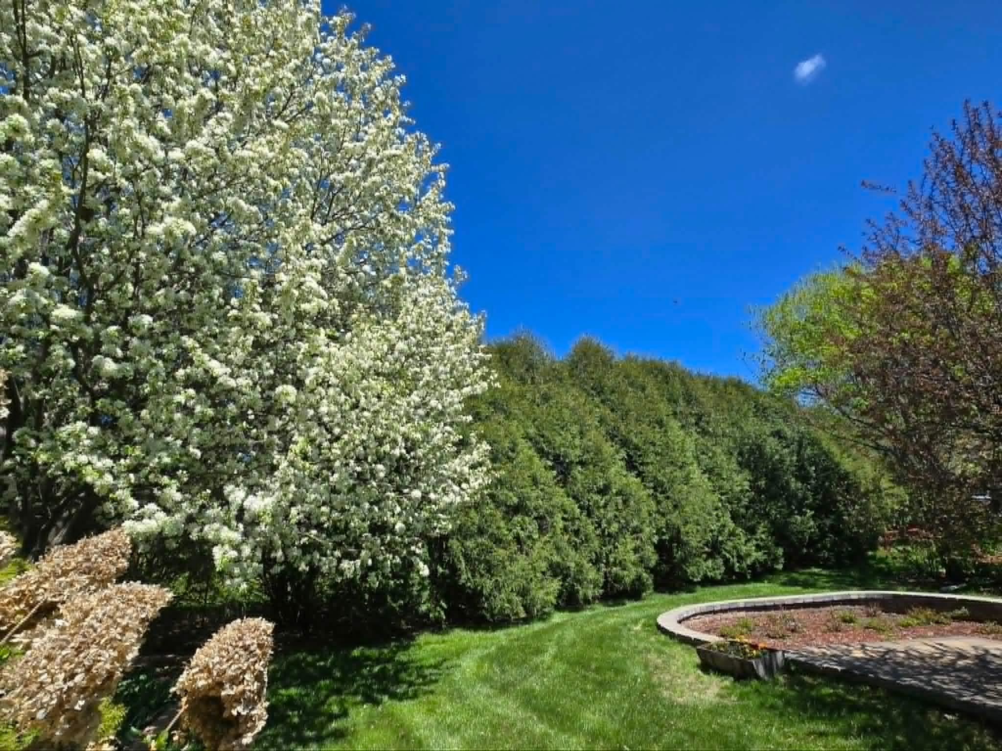 Backyard sanctuary