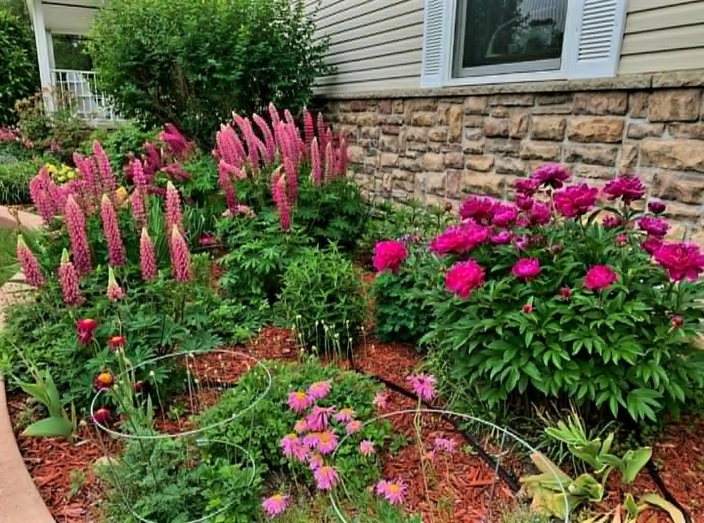 Beautiful perennials blooming all summer