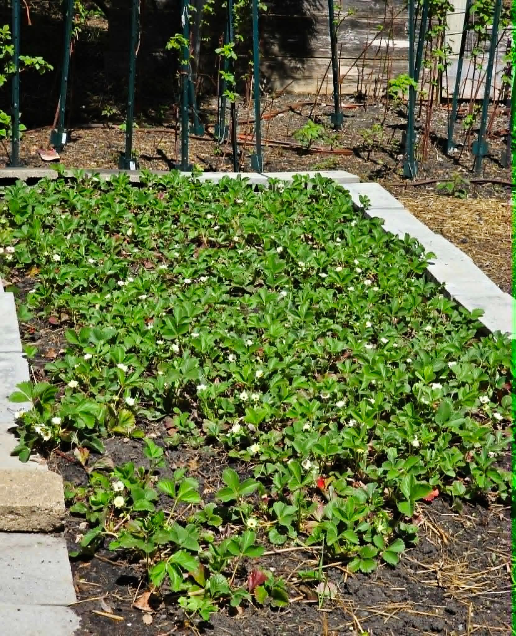 STRAWBERRIES!!!