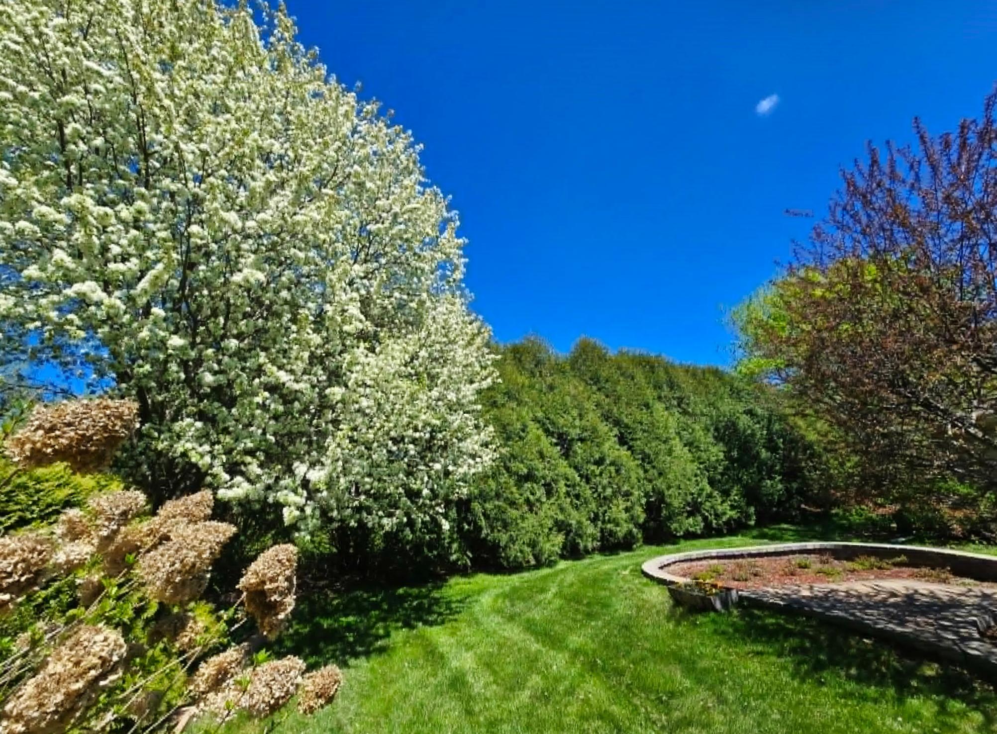 Back yard