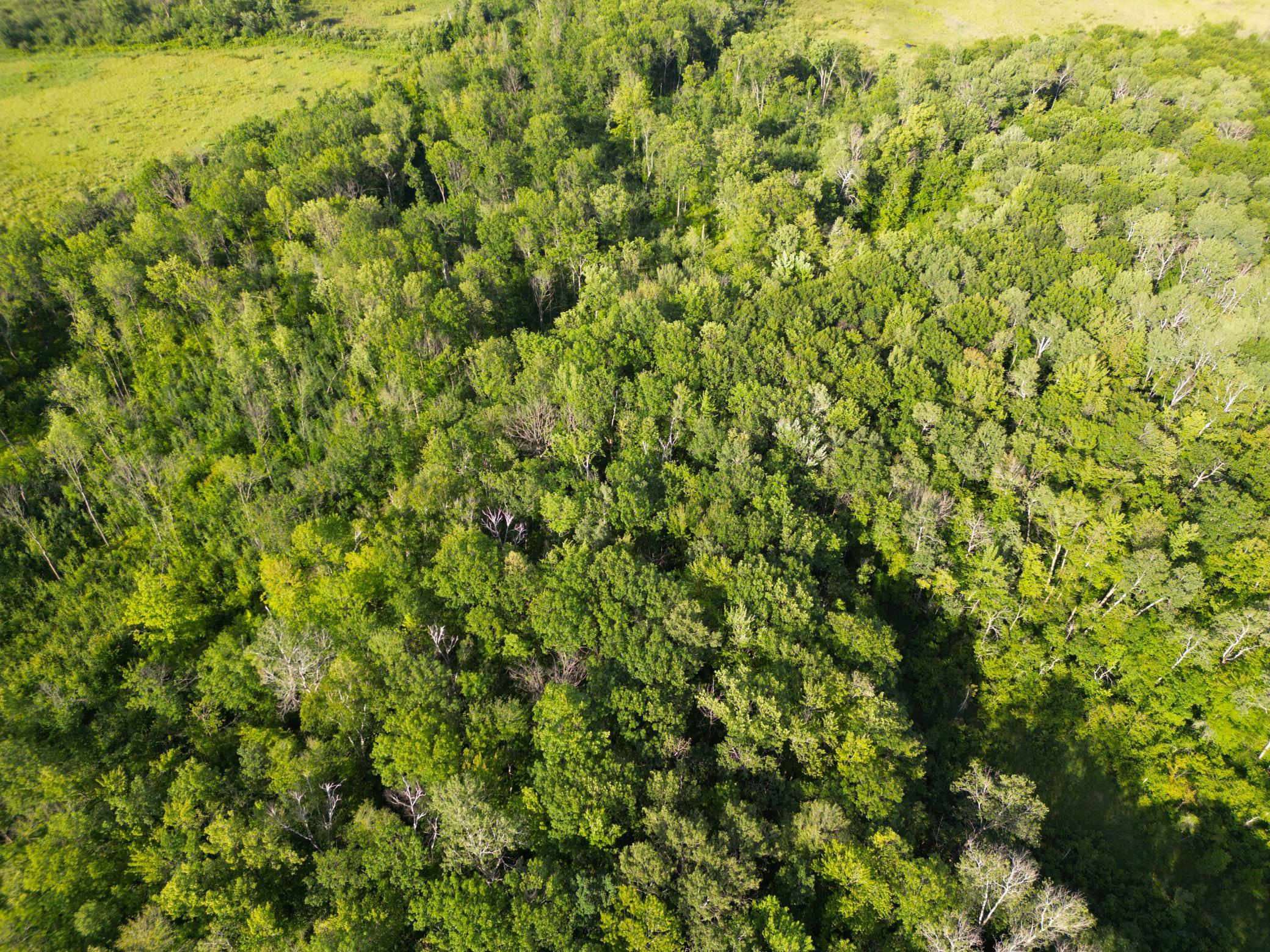 DJI_0784.JPG