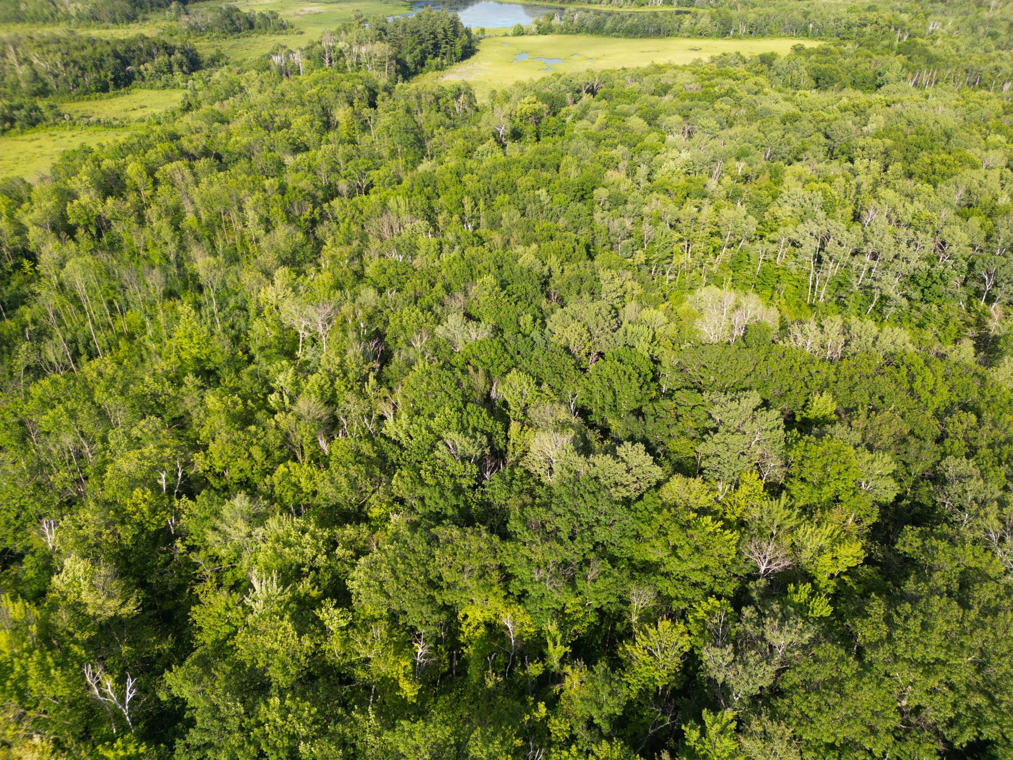 DJI_0781.JPG