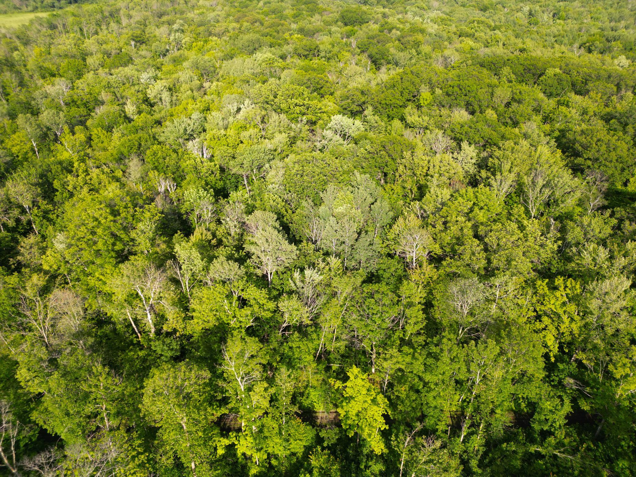 DJI_0780.JPG