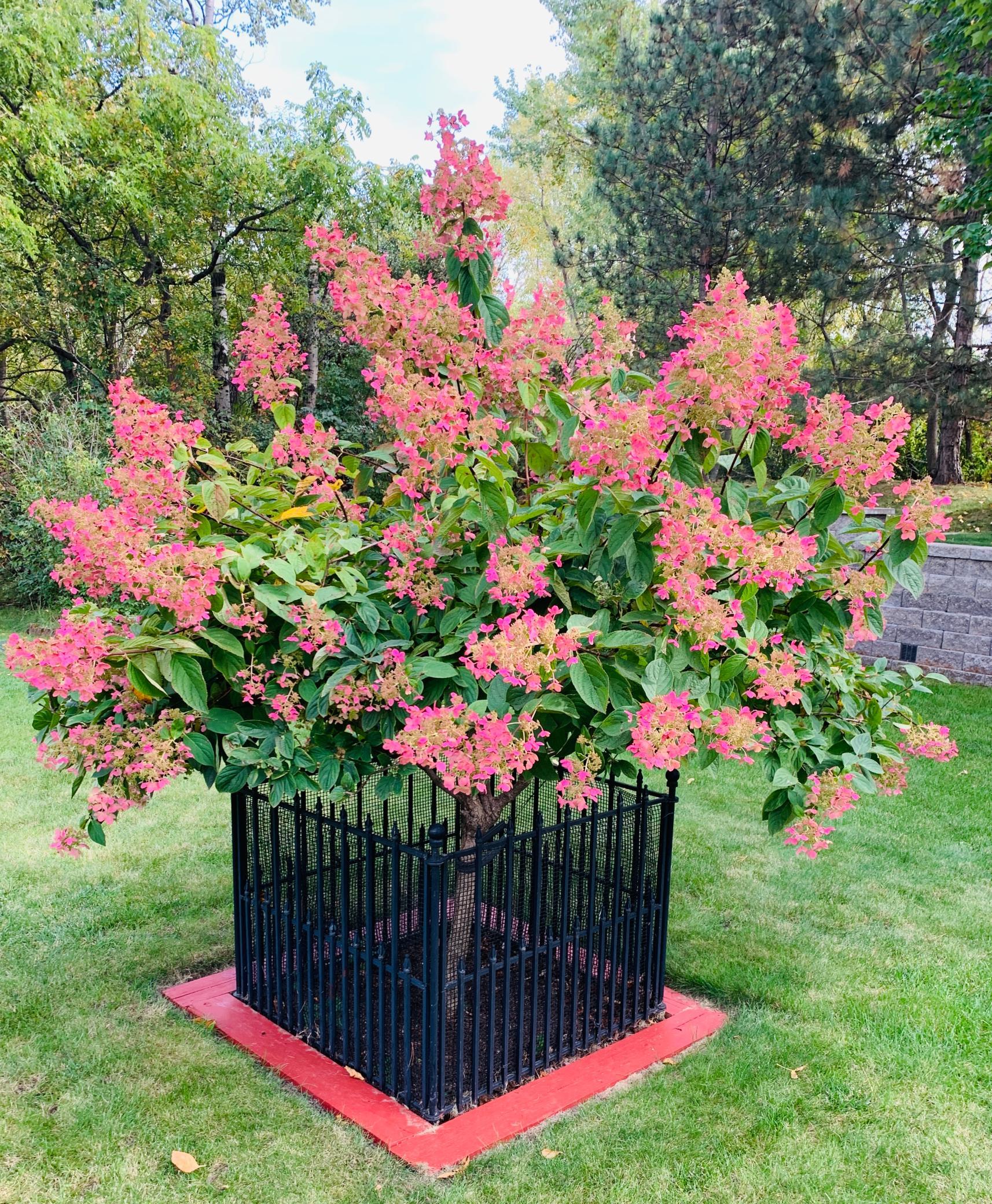 Pink Diamond Hydrangea Tree in backyard