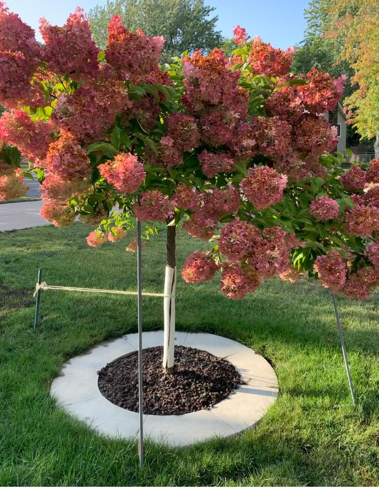 Strawberry Vanilla Hydrangea Tree in front