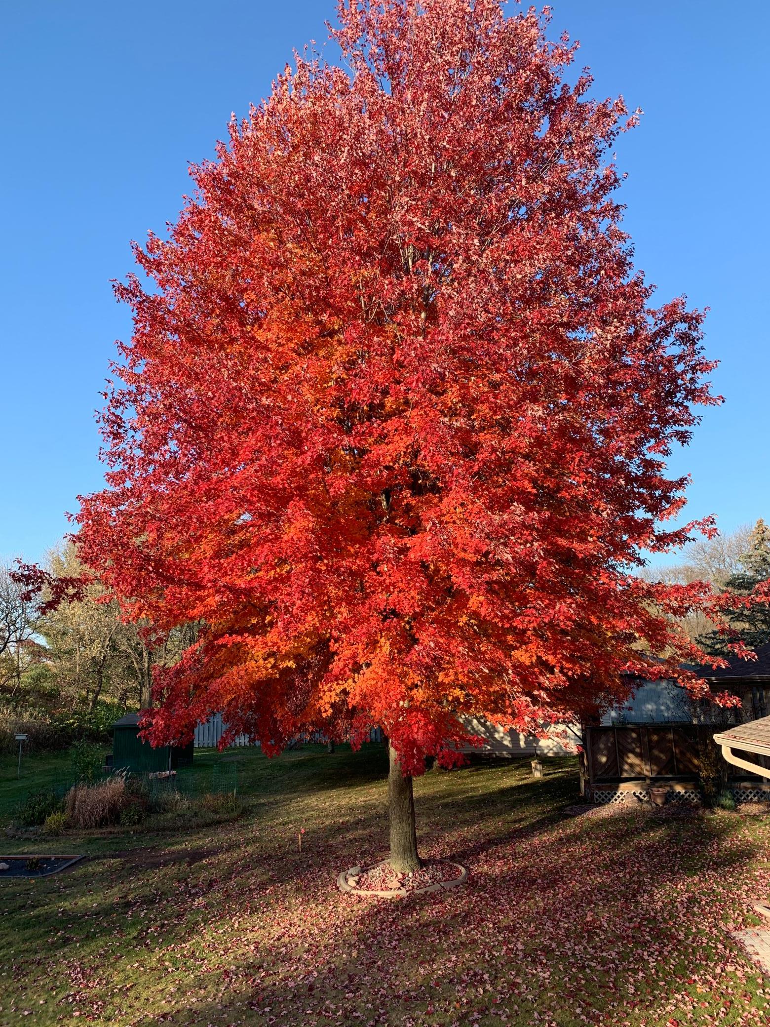 Autumn Blaze Maple Tree in backyard