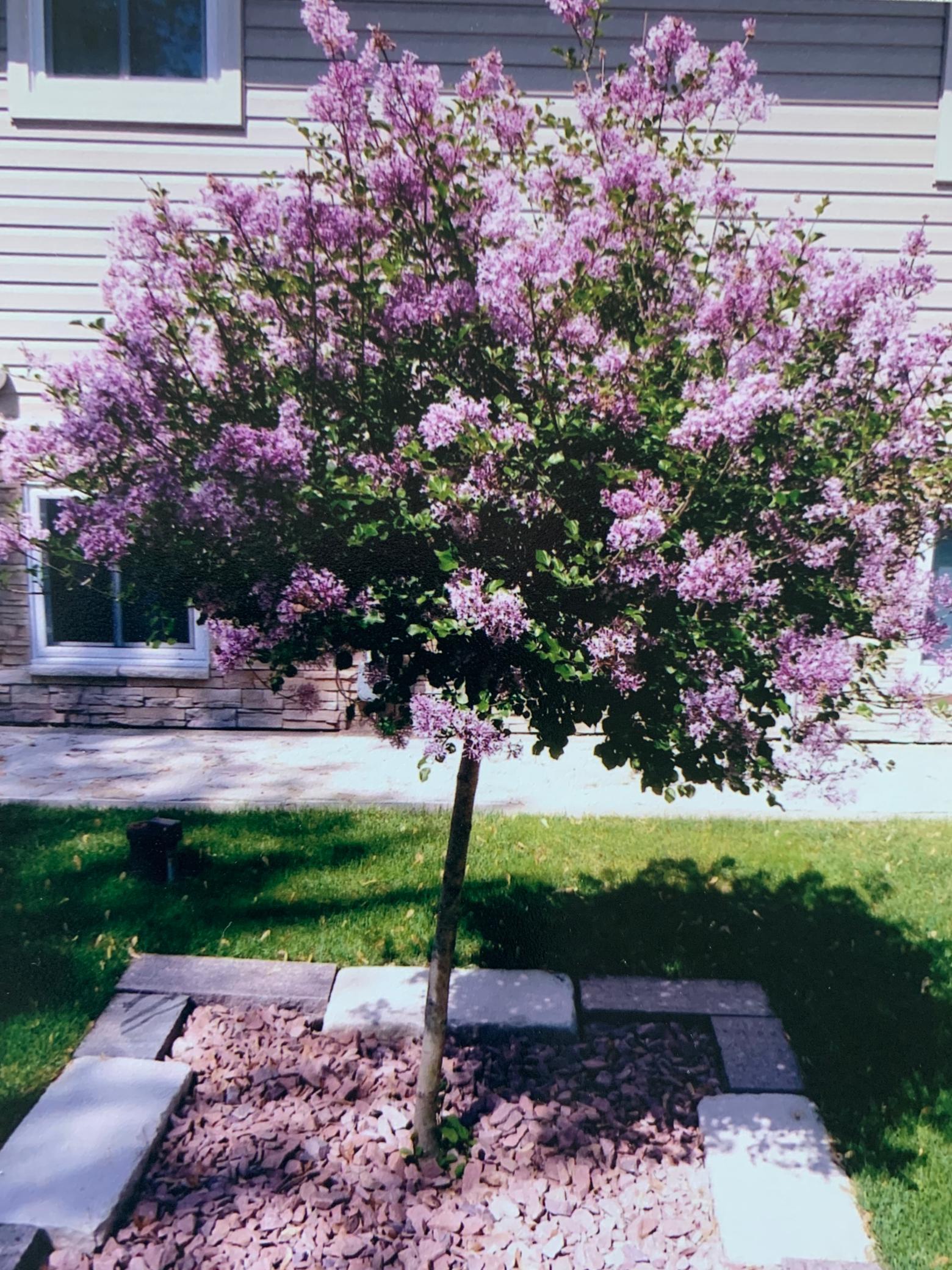 Lilac Tree in side yard