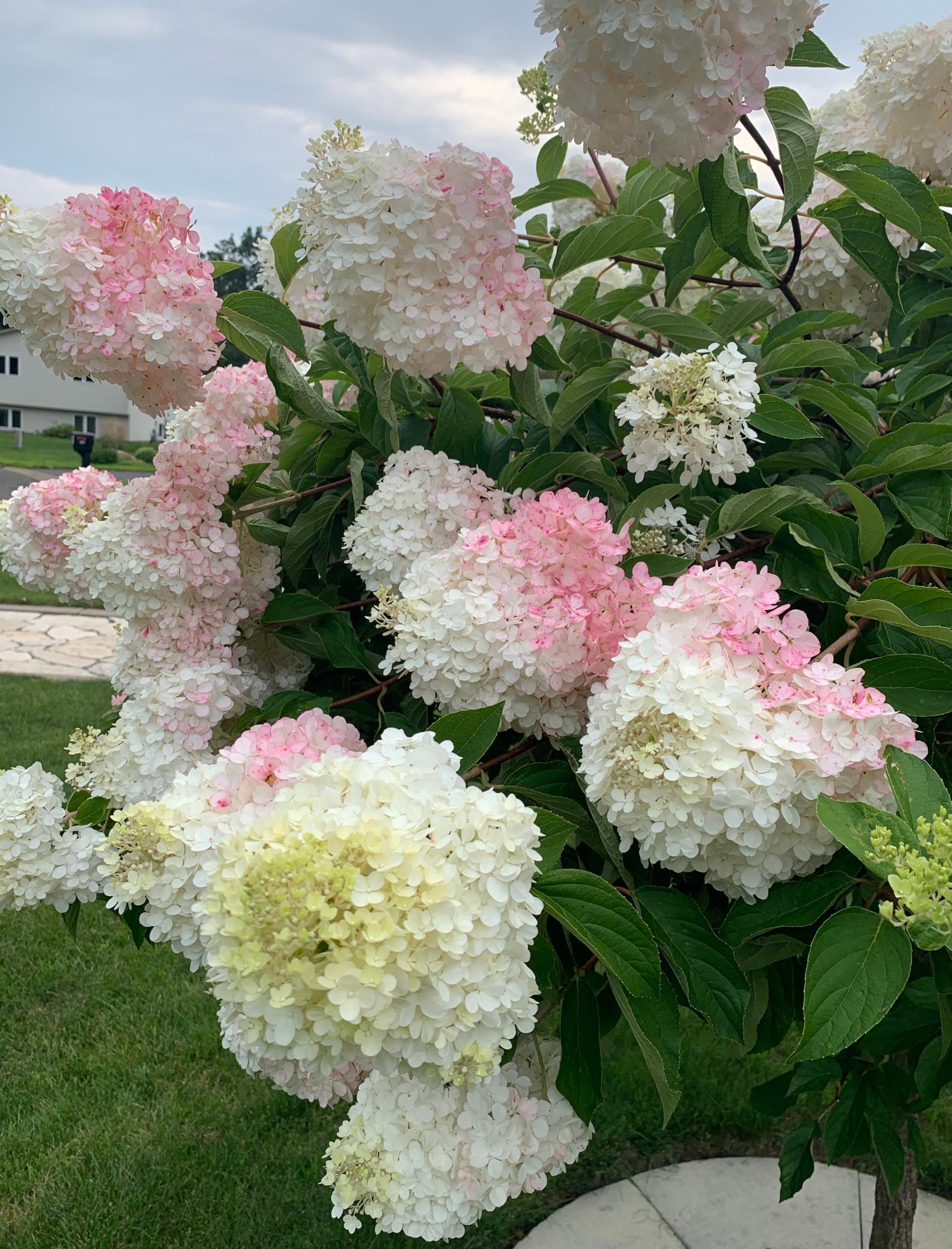 Strawberry Hydrangeas